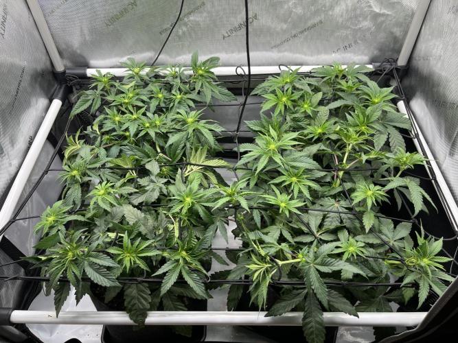 Kawazaki Grounded Genetics. Week 7 - day 14 flower