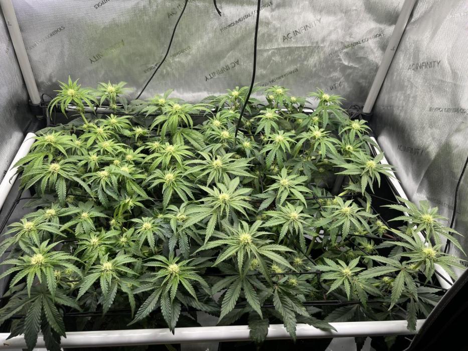 Kawazaki Grounded Genetics. Week 8 - day 21 post defol 