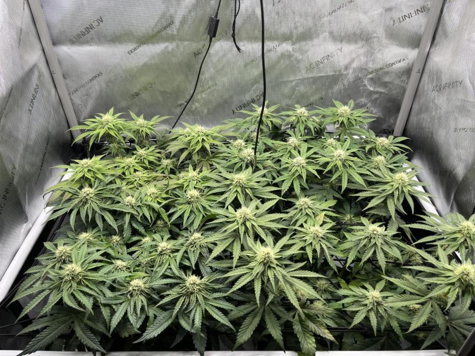 Kawazaki Grounded Genetics. Week 10 - day 29 flower