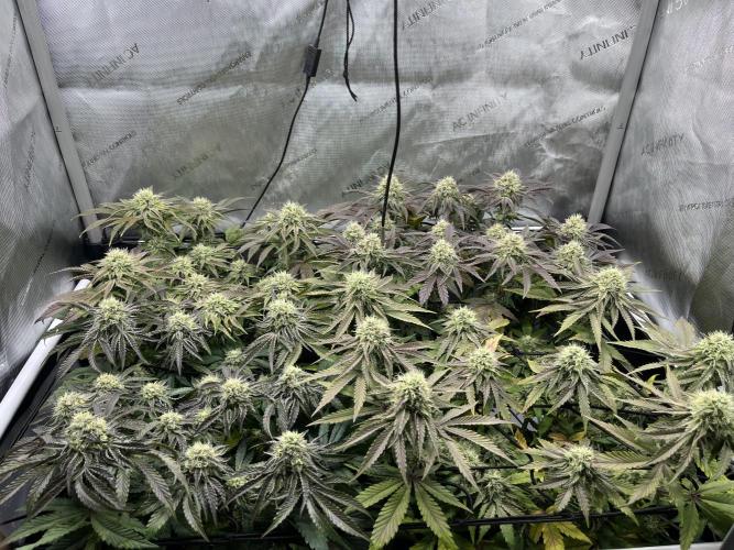 Kawazaki Grounded Genetics. Week 12 - day 43 flower 