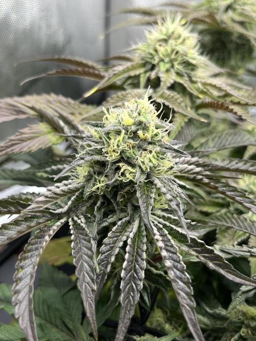 Kawazaki Grounded Genetics. Week 12 - Kawazaki #3 F43