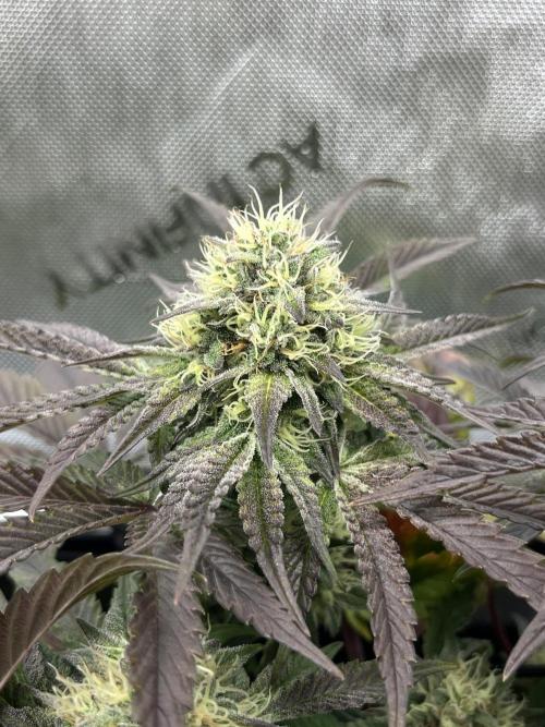 Kawazaki Grounded Genetics. Week 12 - Kawazaki #? F43