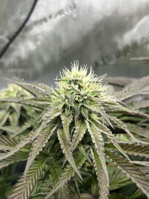 Kawazaki Grounded Genetics. Week 12 - Kawazaki #? F43