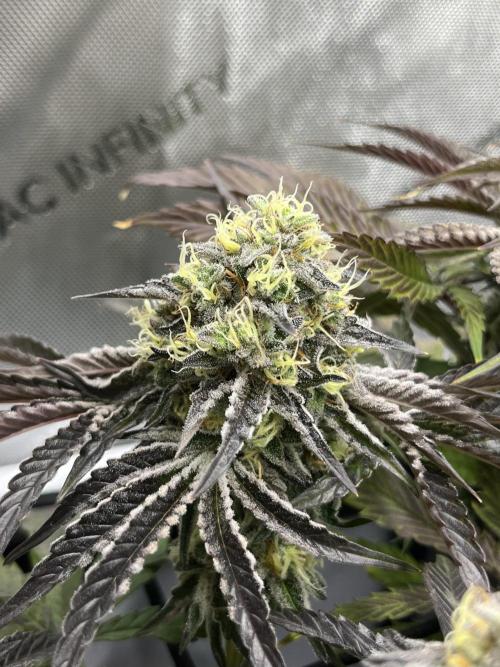 Kawazaki Grounded Genetics. Week 13 - Kawazaki #3 F51