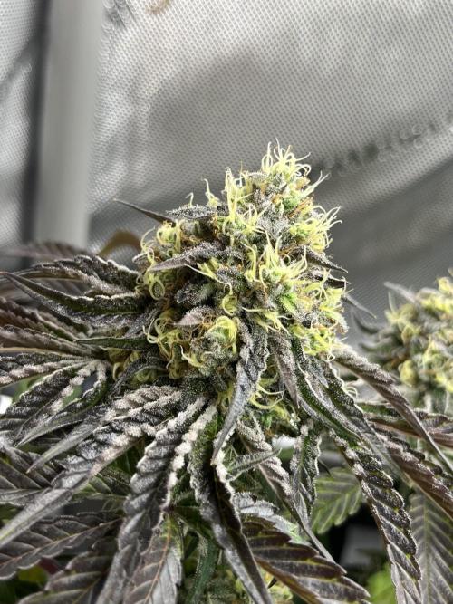 Kawazaki Grounded Genetics. Week 13 - Kawazaki #3 F51