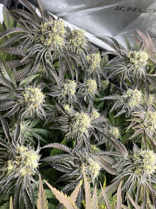 Kawazaki Grounded Genetics. Week 13 - Kawazaki #3 F51