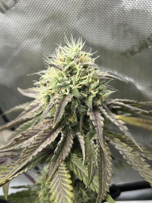 Kawazaki Grounded Genetics. Week 13 - Kawazaki #4 F51