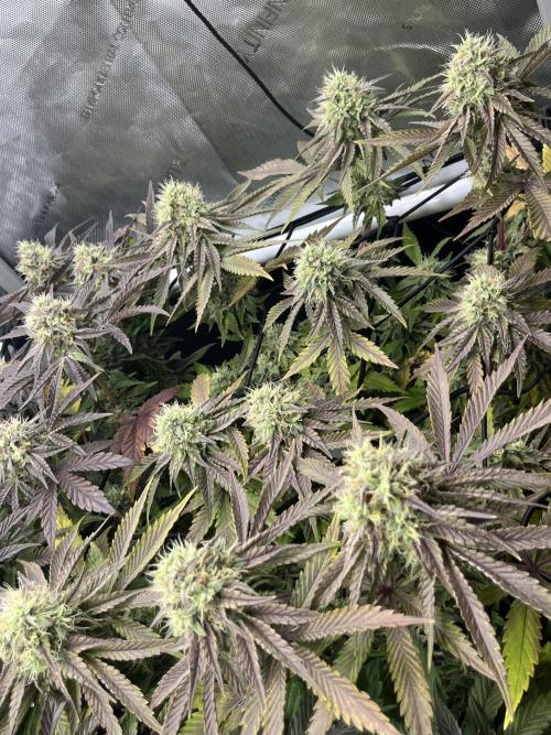 Kawazaki Grounded Genetics. Week 13 - Kawazaki #4 F51