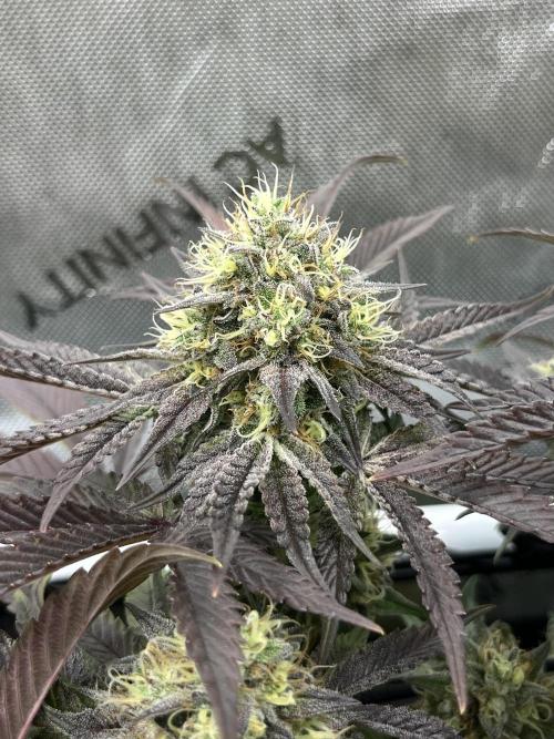 Kawazaki Grounded Genetics. Week 13 - Kawazaki #6 F51
