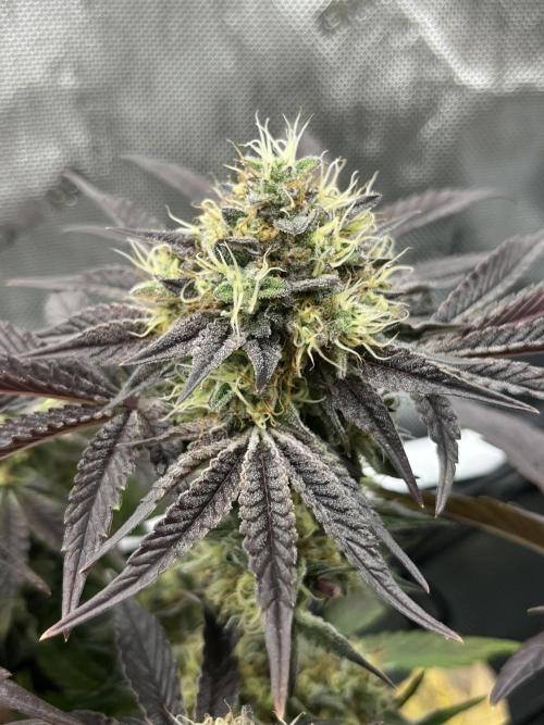 Kawazaki Grounded Genetics. Week 13 - Kawazaki #6 F51