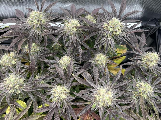 Kawazaki Grounded Genetics. Week 13 - Kawazaki #6 F51