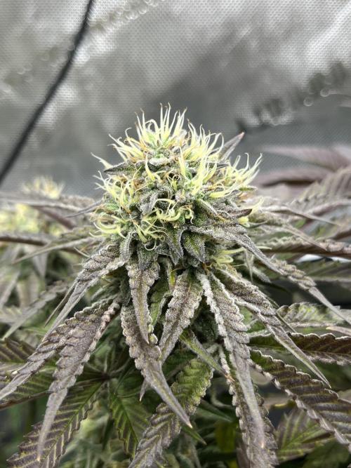 Kawazaki Grounded Genetics. Week 13 - Kawazaki #5 F51