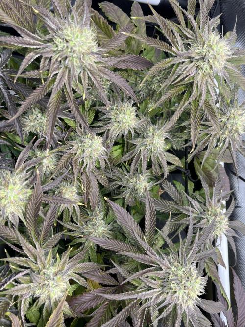 Kawazaki Grounded Genetics. Week 13 - Kawazaki #5 F51 