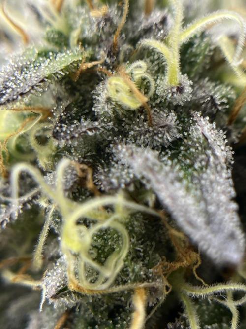 Kawazaki Grounded Genetics. Week 13