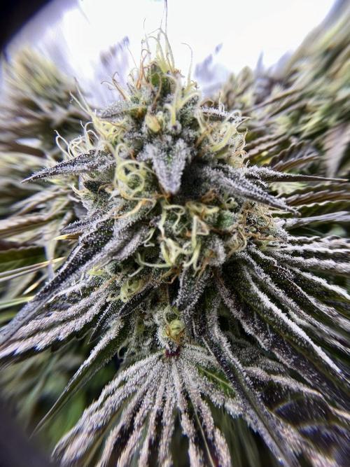 Kawazaki Grounded Genetics. Week 13