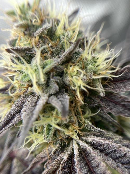 Kawazaki Grounded Genetics. Week 13