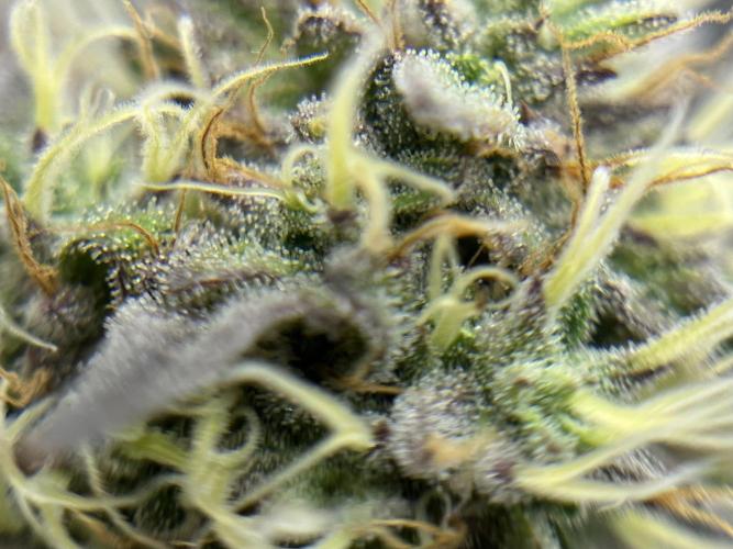 Kawazaki Grounded Genetics. Week 13