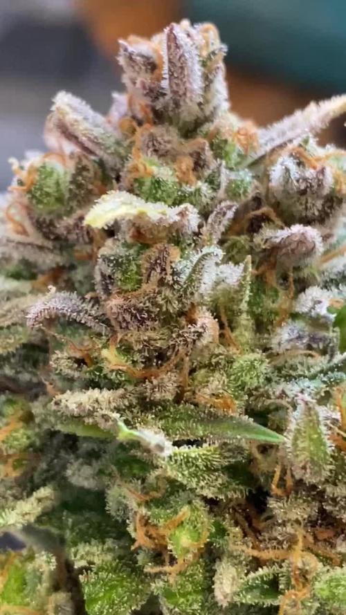 Fast Buds