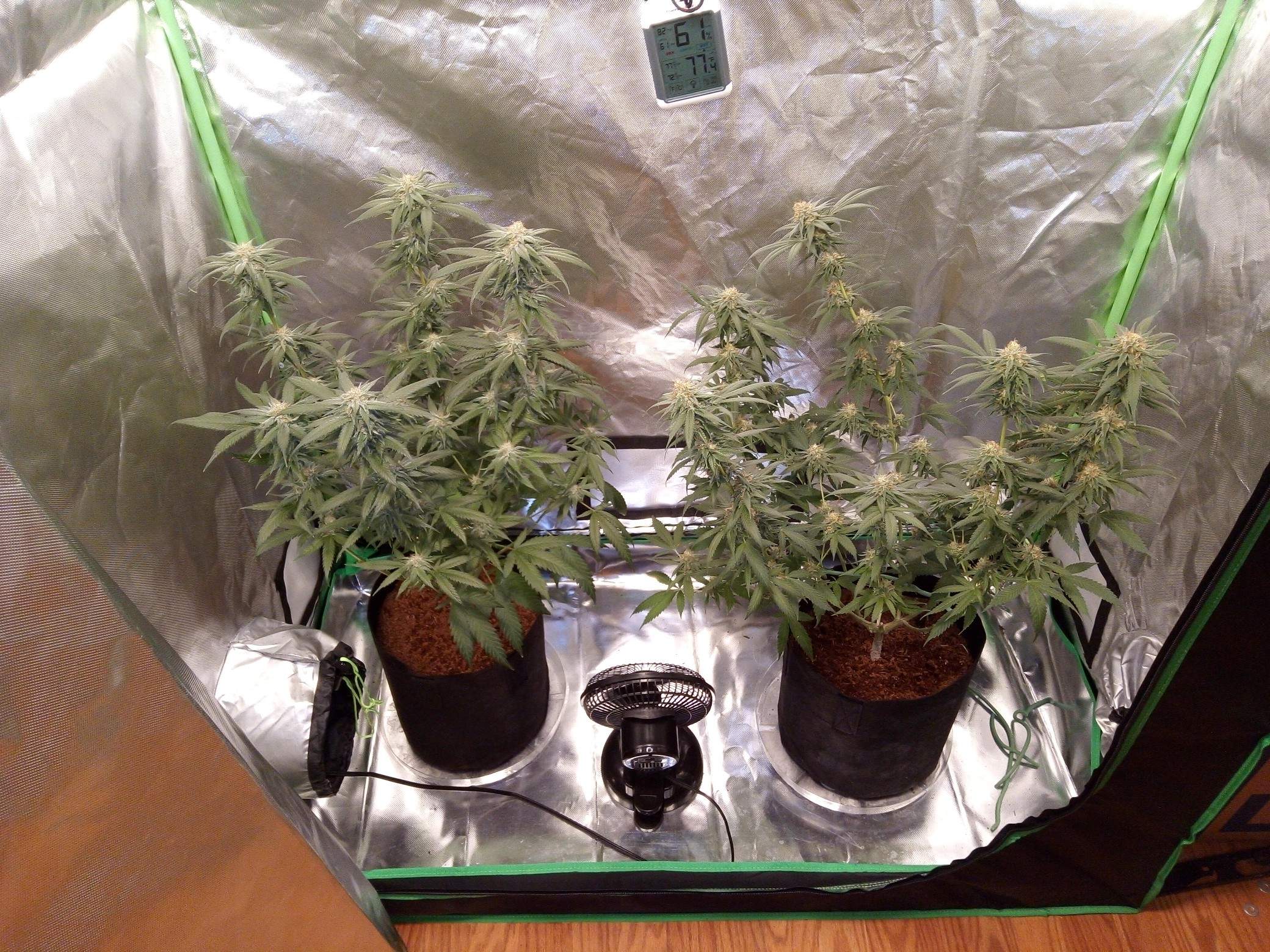 ILGM Pineapple Haze grow journal week5 by MrSchaeferPants GrowDiaries