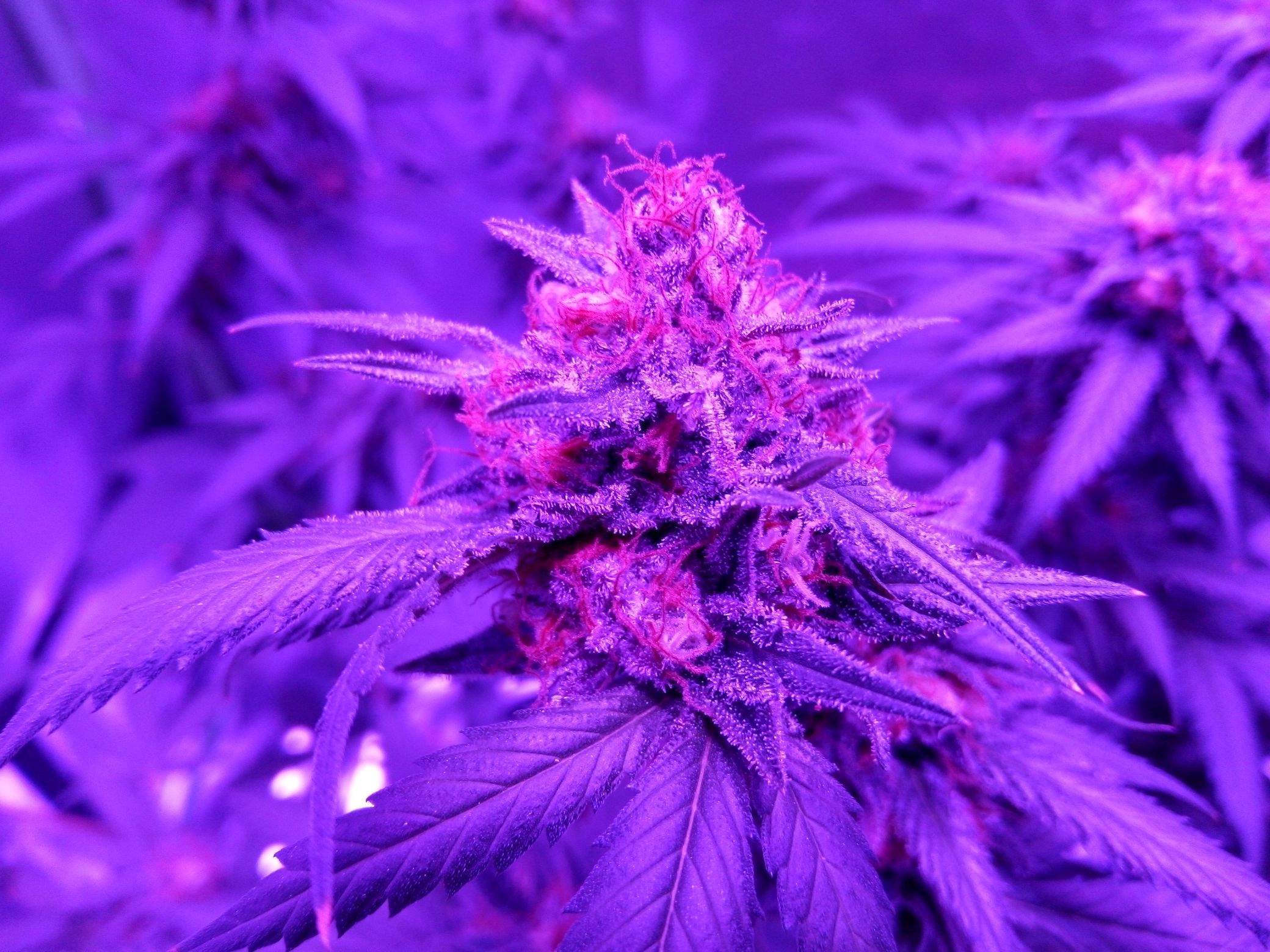 ILGM Pineapple Haze grow diary (journal) week7 by MrPantsS GrowDiaries