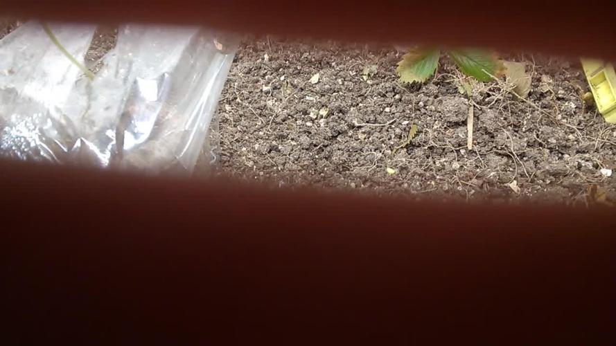 LemonOrangeOrganIndoor 80L GHSC237