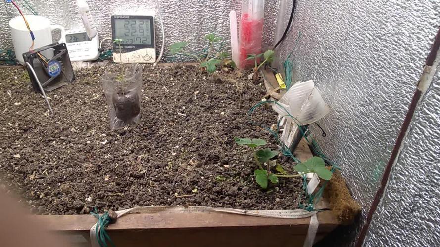 LemonOrangeOrganIndoor 80L GHSC237