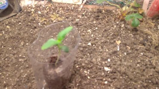 Comment by HumanCompanion photo #1