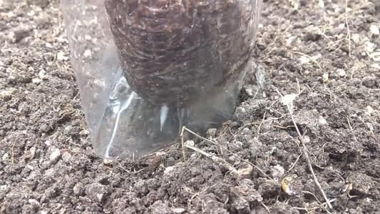 Comment by HumanCompanion photo #1