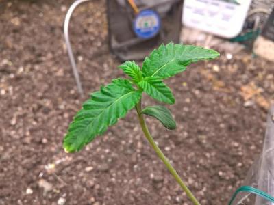 Comment by HumanCompanion photo #1