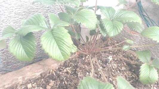 Comment by HumanCompanion photo #1