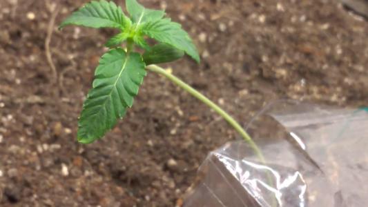 Comment by HumanCompanion photo #1