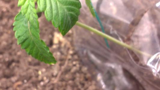 Comment by HumanCompanion photo #2