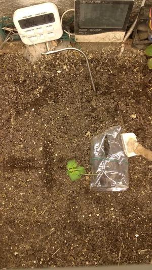 Comment by HumanCompanion photo #3