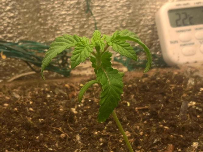 LemonOrangeOrganIndoor 80L GHSC237. Week 2 - 5nov25,22:20. 46h since transplantation. After 2 nights in new pot. End of week2