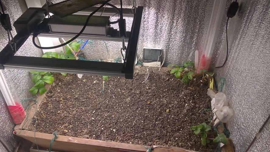 LemonOrangeOrganIndoor 80L GHSC237