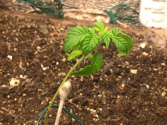 LemonOrangeOrganIndoor 80L GHSC237. Week 3 - 6nov11pm.watered without pH meter, using tongue for pH testing.