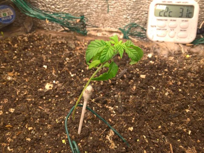 LemonOrangeOrganIndoor 80L GHSC237. Week 3 - 6nov11pm.watered without pH meter, using tongue for pH testing..