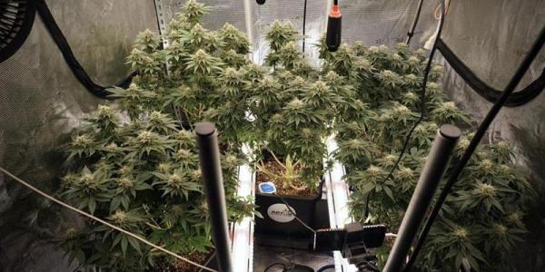 Comment by HumanCompanion photo #1