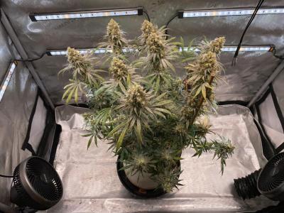 Comment by HumanCompanion photo #2