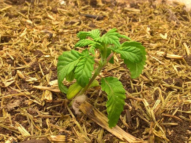 LemonOrangeOrganIndoor 80L GHSC237. Week 3 - 8nov8am.Part of stem covered to shorten+promote roots.Height:4,5cm.Distilled.