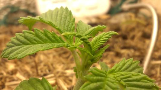 Comment by HumanCompanion photo #1