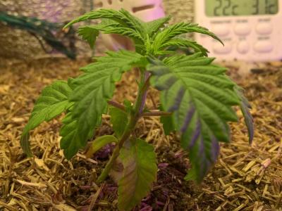 Comment by HumanCompanion photo #1