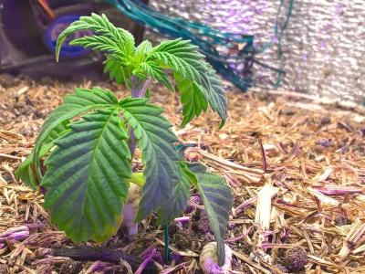 Comment by HumanCompanion photo #2