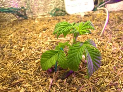 Comment by HumanCompanion photo #3