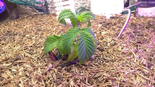 Comment by HumanCompanion photo #5