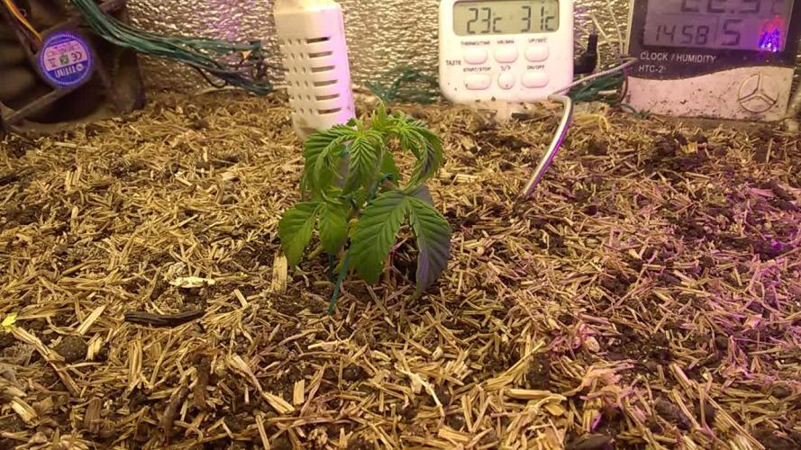 LemonOrangeOrganIndoor 80L GHSC237