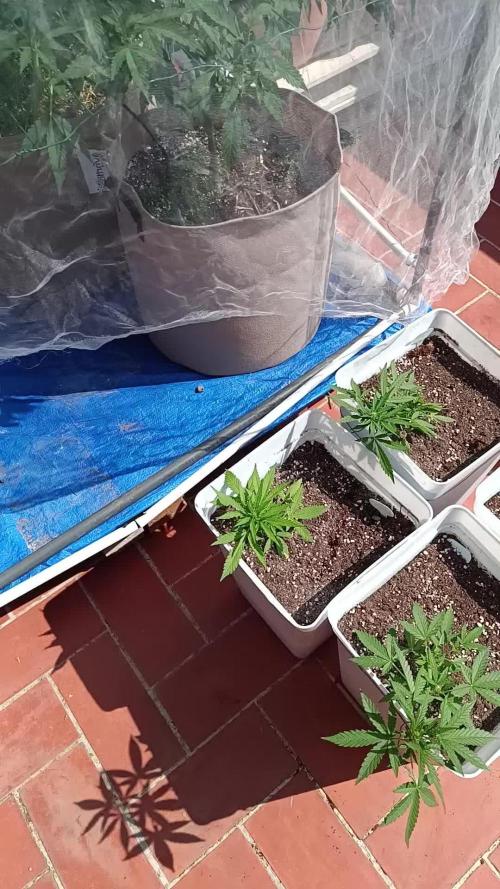 2024 living soil grow