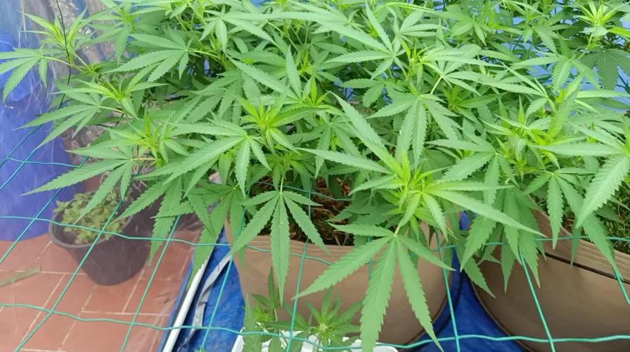 2024 living soil grow