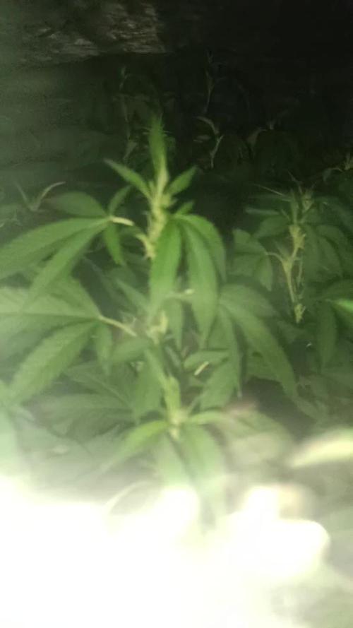 2024 living soil grow