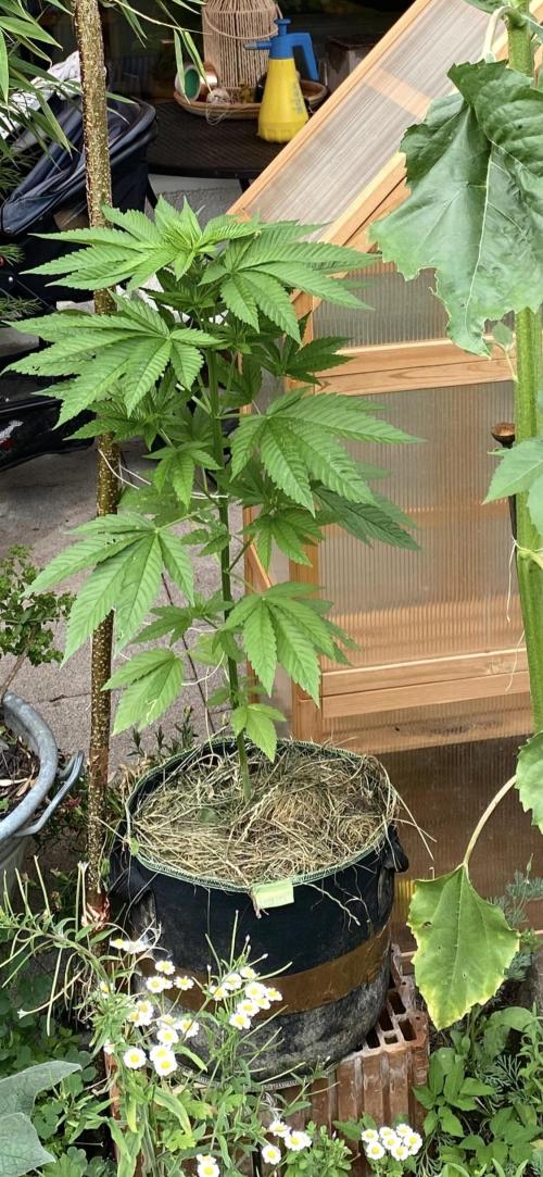 Fruity Durban. Week 4